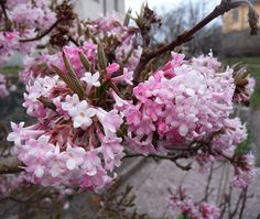 pink flowers blooming on the branches of a tree in front of a sidewalk and building