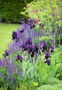 purple flowers line the edge of a garden