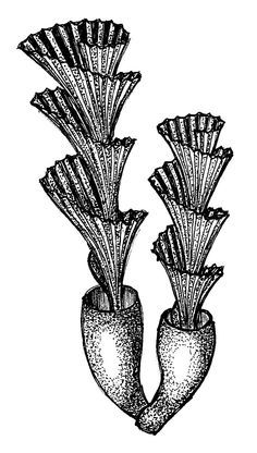 two vases with flowers in them are drawn by hand, vintage line drawing or engraving