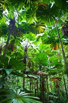 many green plants and trees in the jungle