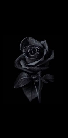 Black Rose Wallpaper, Black And White Wallpaper Iphone, Black Roses Wallpaper, Dark Black Wallpaper, Black Wallpaper Iphone Dark, Cute Black Wallpaper, Black Phone Wallpaper, Dark Flowers