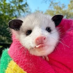 a ferret is wrapped up in a pink and green sweater with trees in the background