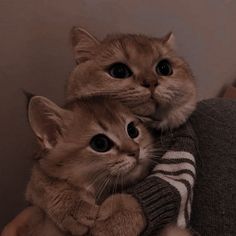 a cat sitting on top of a person's arm