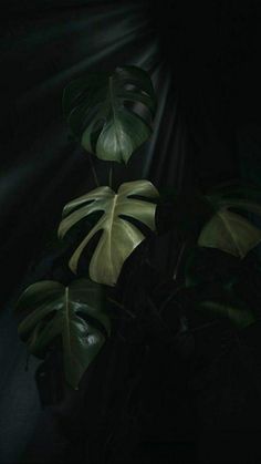 a plant with green leaves in the dark