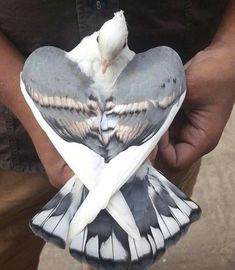 a bird that is sitting in the palm of someone's hand with it's wings folded