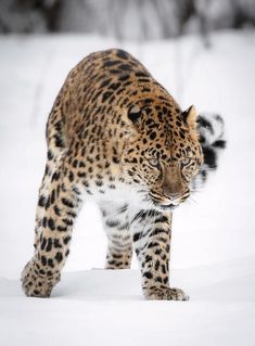 a large leopard walking across a snow covered field