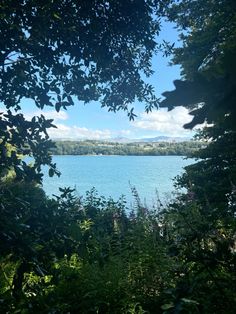 the view from behind some trees looking out over water