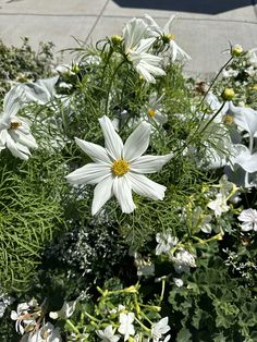 some white flowers and green plants on a sidewalk