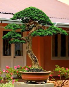 a bonsai tree sitting in a potted planter