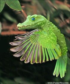 a green lizard flying through the air with its wings spread out and it's eyes open