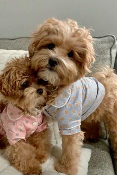 two small dogs sitting on top of a couch wearing pajamas and looking at the camera