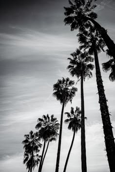 black and white photograph of tall palm trees