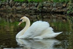 a white swan swimming on top of a body of water