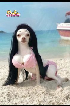 a dog with long black hair sitting on the beach