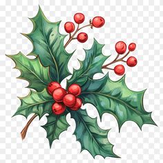 a holly berry with green leaves and red berries on it, transparent background png