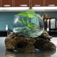 a glass bowl filled with water and plants on top of a wooden stump in a kitchen