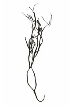 a black and white photo of a plant with long thin branches in the foreground