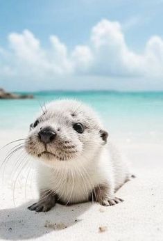 an animal that is laying down in the sand on the beach and looking at the camera