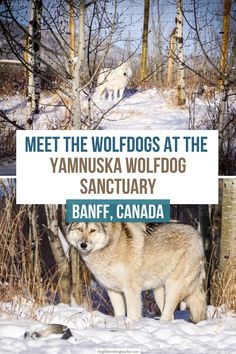 a white wolf standing in the snow next to some trees and other woods with text that reads meet the wolfdogs at the yamnuka wolffood sanctuary banff, canada