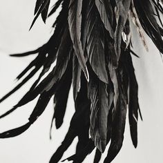 black feathers hang from the ceiling in front of a white wall