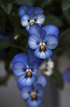 blue flowers with green leaves in the background