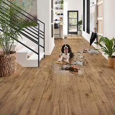 a black and white dog sitting on the floor in front of a staircase with potted plants