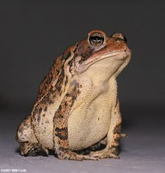 a brown and black frog sitting on the ground