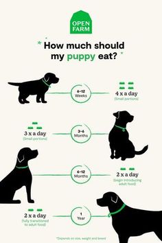 the diagram shows how much should dogs eat?