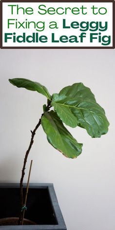 "Fiddle Leaf Fig leggy, Fiddle Leaf Fig stretching, Fiddle Leaf Fig leaning, 
Fiddle Leaf Fig elongated, Fiddle Leaf Fig growth, Fiddle Leaf Fig care, 
Fiddle Leaf Fig pruning, Fiddle Leaf Fig sunlight, Fiddle Leaf Fig 
watering, Fiddle Leaf Fig soil, Fiddle Leaf Fig repotting, Fiddle Leaf Fig 
support." How To Care For Fig Leaf Plant, Leggy Fiddle Leaf Fig, Pruning Fiddle Leaf Fig, Fiddle Fig Tree Indoor, Fig Plants, Propagation Wall, Indoor Aesthetic, Fig Tree Plant, Fiddle Leaf Fig Care