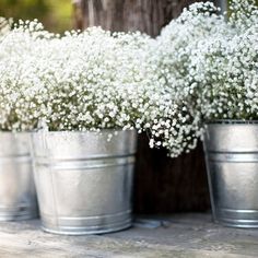 three buckets filled with baby's breath flowers