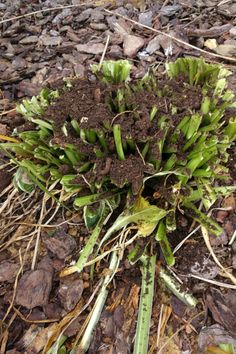 a close up of a plant on the ground with dirt and rocks in the background