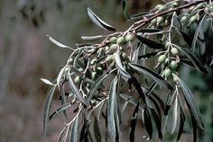 an olive tree with lots of green leaves