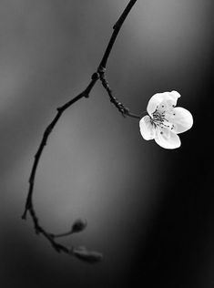 a black and white photo of a flower on a twig with the background blurry