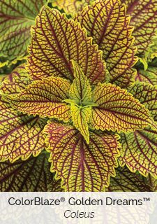 a close up of a plant with red and green leaves on it's sides