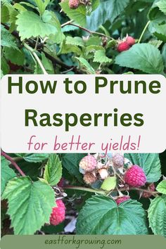 raspberries growing on the bush with text overlay how to prune raspberries for better yields