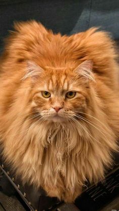 an orange fluffy cat sitting on top of a black suitcase and looking at the camera