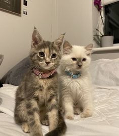 two kittens sitting on top of a bed next to each other in a room