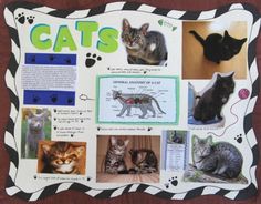 a poster with pictures of cats on it