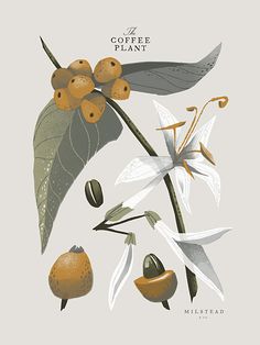 an illustration of coffee plant with leaves and flowers