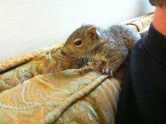 a small squirrel sitting on top of a blanket next to a man's arm