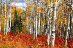 an image of a forest with lots of trees in the fall colors and yellow leaves