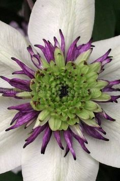 a close up view of the center of a white and purple flower with green stamen