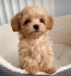 a small brown dog sitting on top of a bed