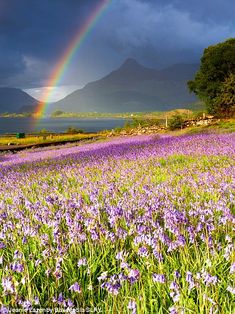 a rainbow shines in the sky over a field of purple flowers