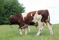 a brown and white cow standing on top of a lush green field next to trees