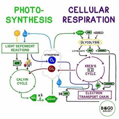 a cell phone diagram showing cellular respirationation