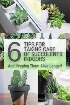 six tips for taking care of succulents indoors and keeping them alive longer