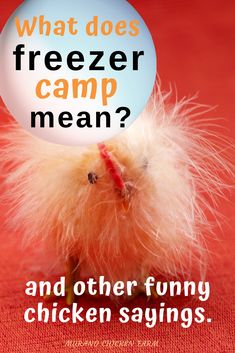 What does Freezer Camp mean? If you've heard this funny sounding phrase when talking about chickens you might be surprised to learn what it really is. In fact, there are several different phrases that backyard chicken keepers say that you might not know the true meaning of. Funny chicken saying and meanings. Chicken Story, Chicken Pictures, Chicken Keeping, Backyard Chicken Farming, Hatching Chicks, Chicken Health, Guinea Fowl, Funny Chicken, Cute Chickens