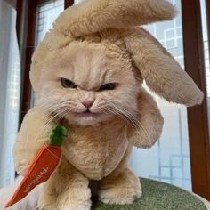 a cat wearing a bunny suit and holding a carrot