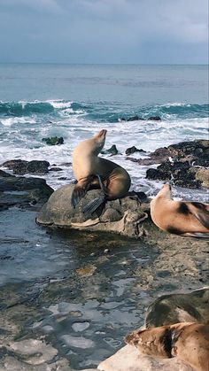 two sea lions sitting on top of rocks near the ocean and one is laying down